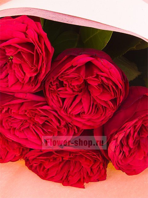 Букет из 7 садовых роз Ред Пиано