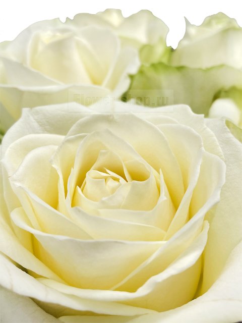 Букет из белых роз «Снежка»