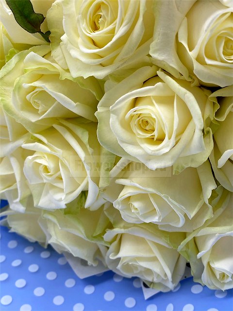 Букет из белых роз «Сливочный рожок»