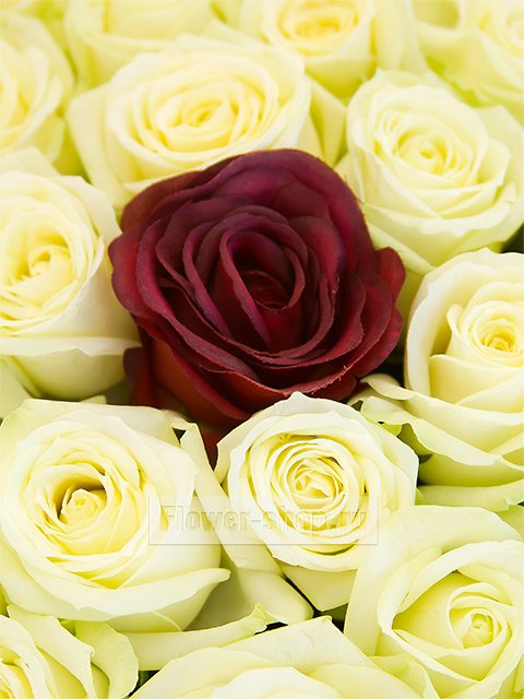 Букет из 101 розы «Красное на белом»