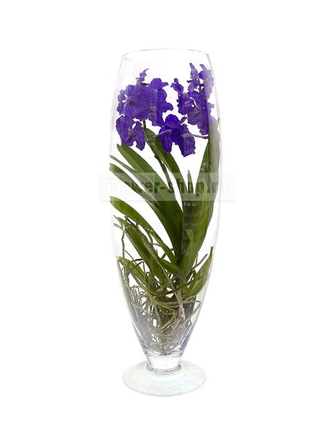 Синяя орхидея в вазе