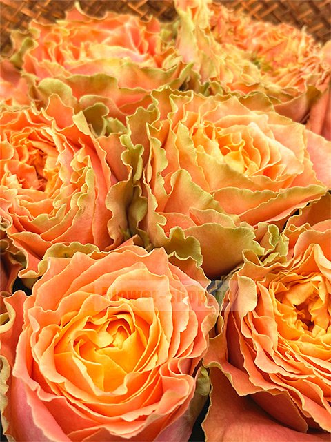 Букет из 9 персиковых пионовидных роз
