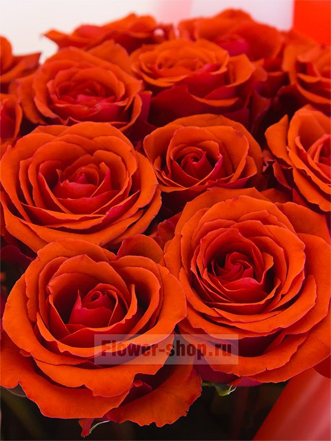 Букет из 15 алых эквадорских роз