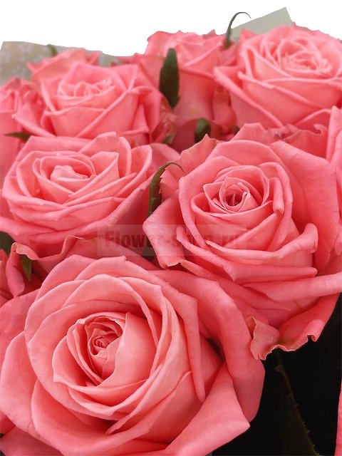 Букет «21 коралловая роза»