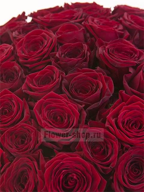 Букет из 51 темно-бордовой розы