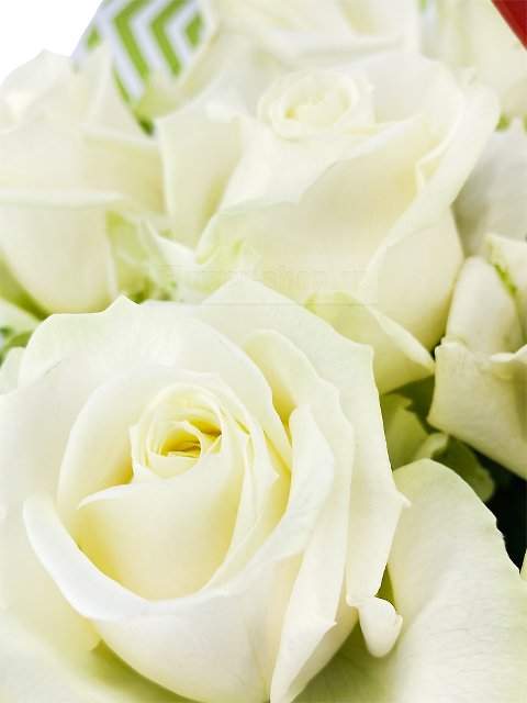Букет из белых роз «Пульс»