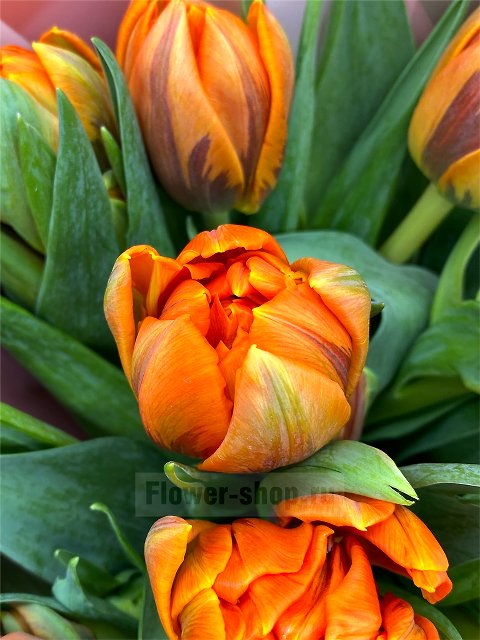 Букет из 11 оранжевых тюльпанов