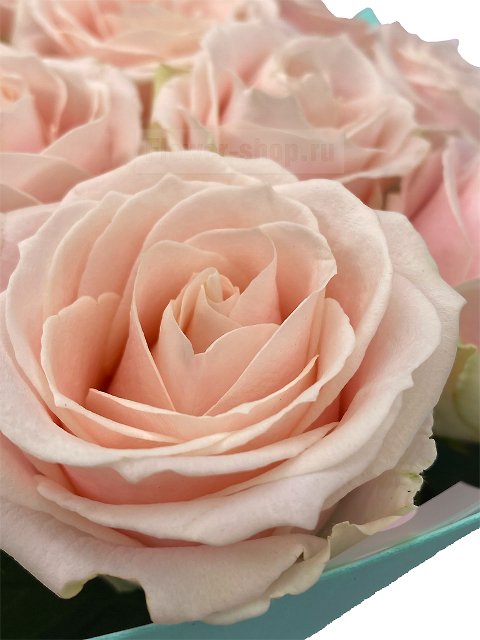Букет из 15 роз Свит Аваланж