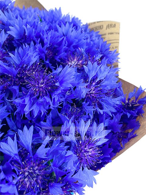 Букет из васильков «Синенький цветочек»