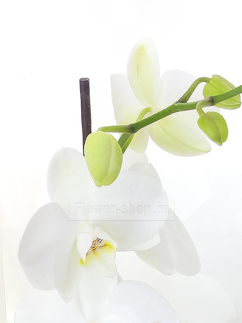 Орхидея Фаленопсис в подарочной сумочке