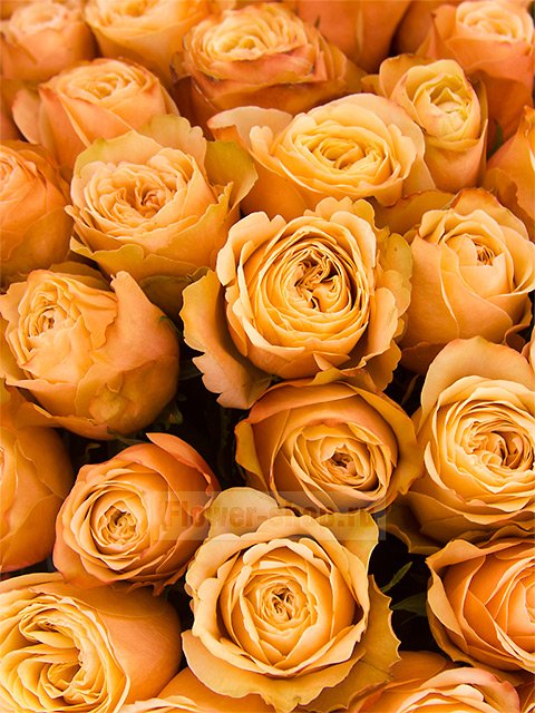 Букет из 51 пионовидной персиковой розы