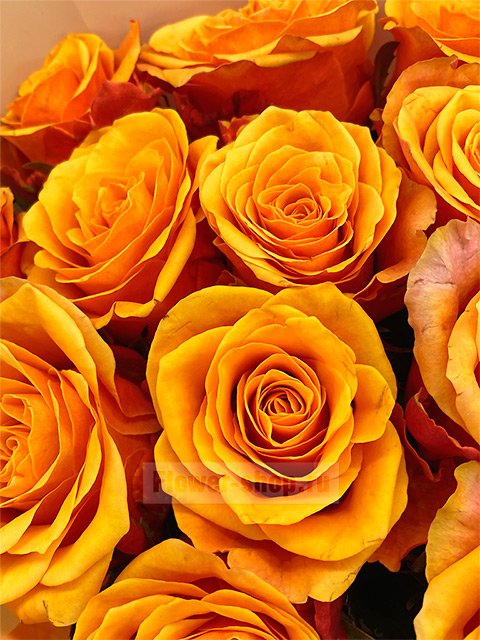 Букет из 15 желто-красных роз
