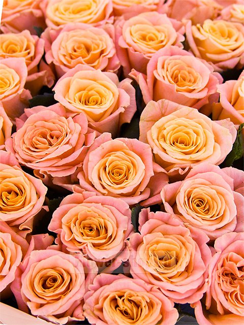 Букет из 51 кораллово-персиковой розы