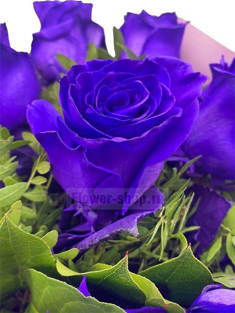 Букет из 11 фиолетовых эквадорских роз