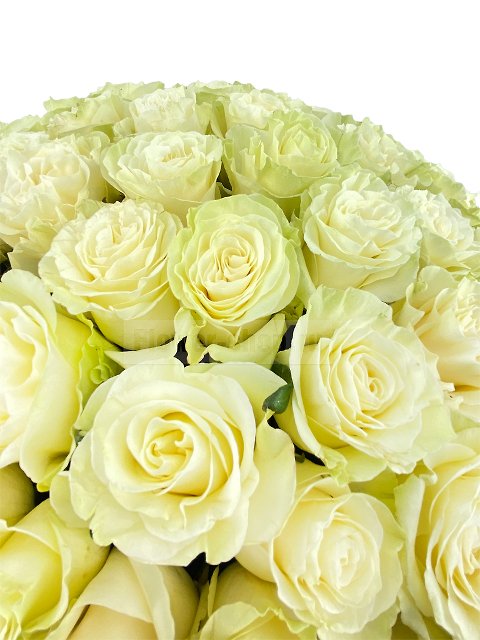 Букет из 101 белой эквадорской розы Премиум