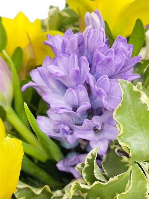 Букет из гиацинтов, тюльпанов и нарциссов «Привет, весна!»