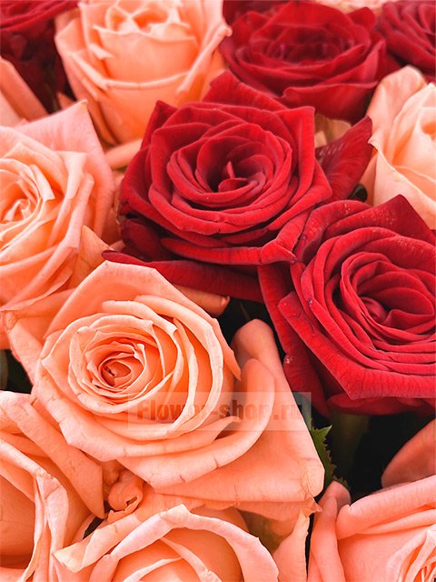 Букет из 101 розы «Восторг»