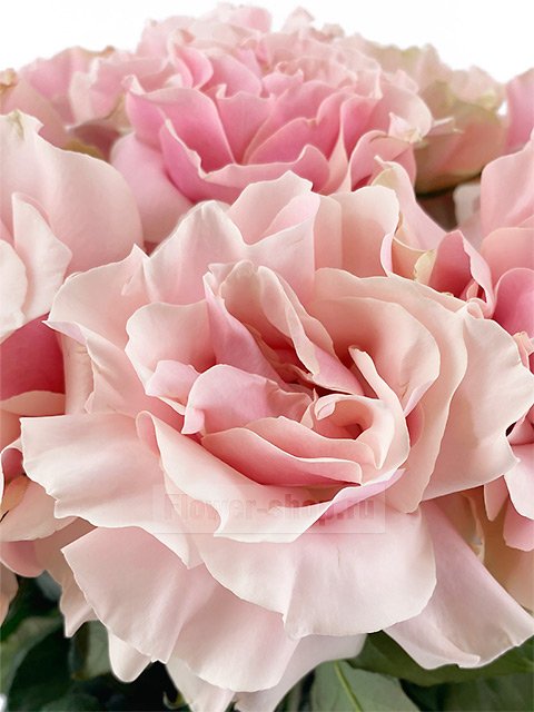 15 пышных розовых роз в вазе