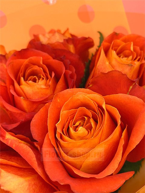 Букет из 7 рыжих эквадорских роз