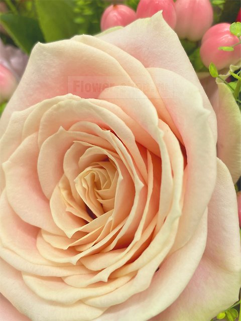 Букет из роз и тюльпанов «Вокал»