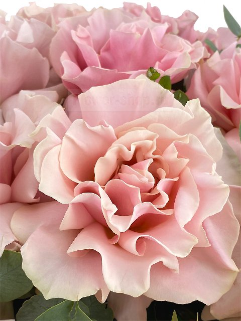 Букет из роз «Розовая замша»