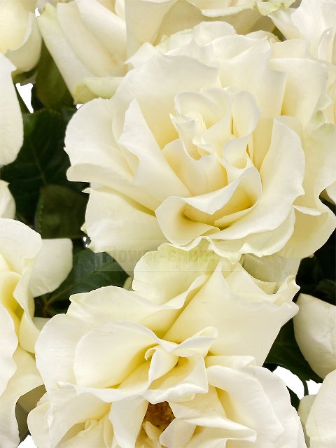 Букет из белых роз «Альбина»