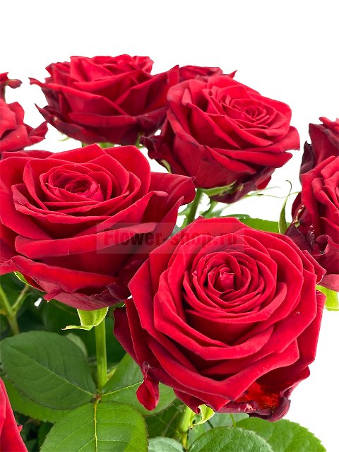 Букет из 25 высоких бордовых роз