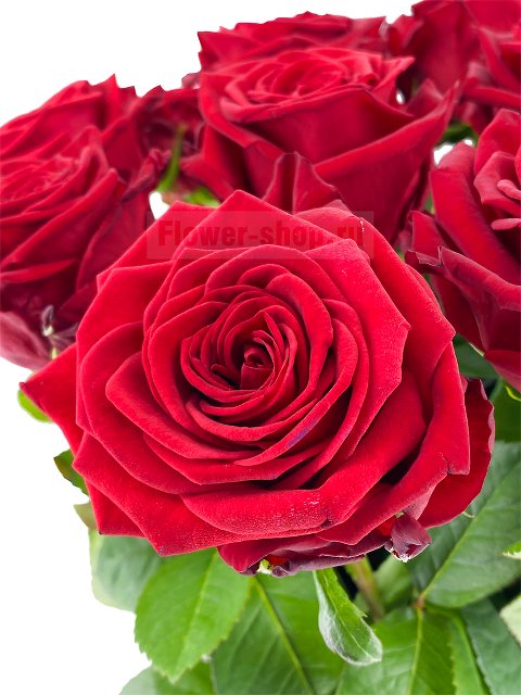 Букет из 15 высоких бордовых роз