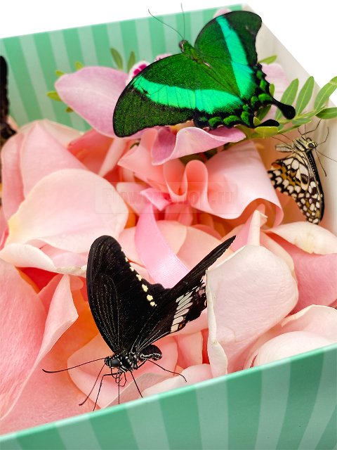 Композиция с живыми бабочками  «Салют из бабочек»