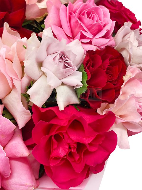 Большая коллекция пушистых роз