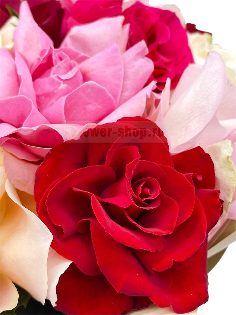 L-коллекция пушистых роз