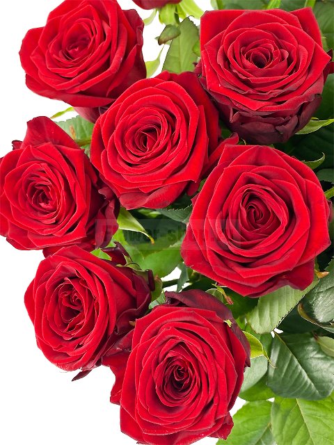Букет из высоких роз «Роскошь бордовых роз»