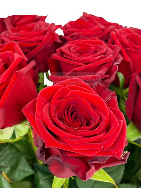 Букет из 45 высоких бордовых роз