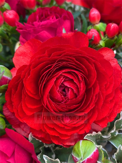 Букет из роз и ранункулюсов «Цвет настроения - красный»
