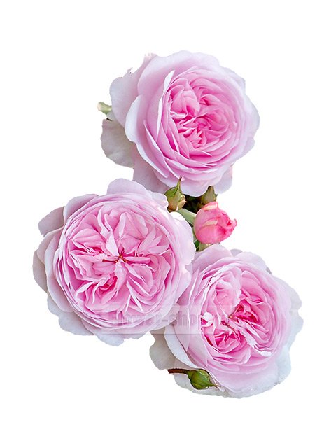 Саженцы садовой розы Дэвид Остин Оливия