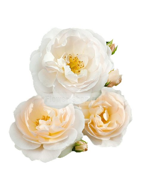 Саженцы садовой розы Мартин Лютер Роуз